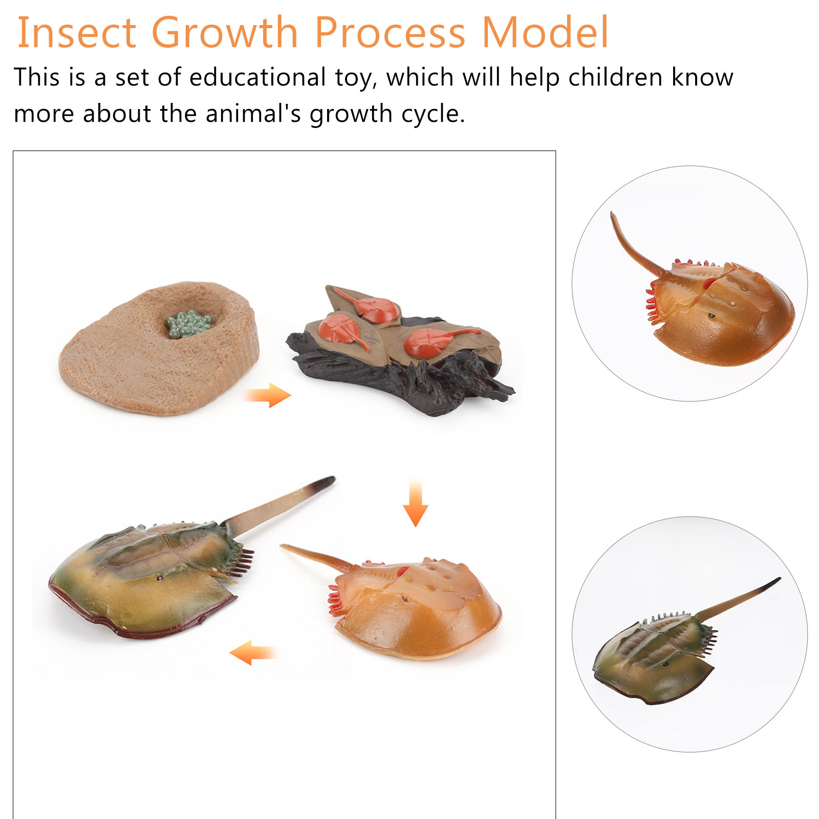1Set Horseshoe Growth Cycle Sc - огляд і ціна Science Nursery